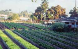 In the Cuban provinces  Urban Ag Surpasses Vegetable Crop